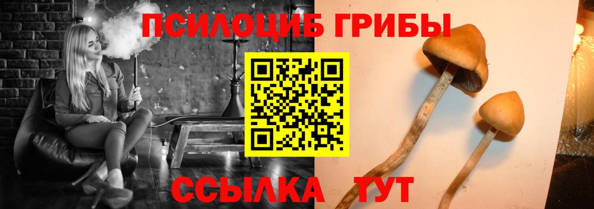 Галлюциногенные грибы Psilocybe  Вход с VPN  что такое наркотик  Сибай  Псилоцибиновые грибы мухоморы 